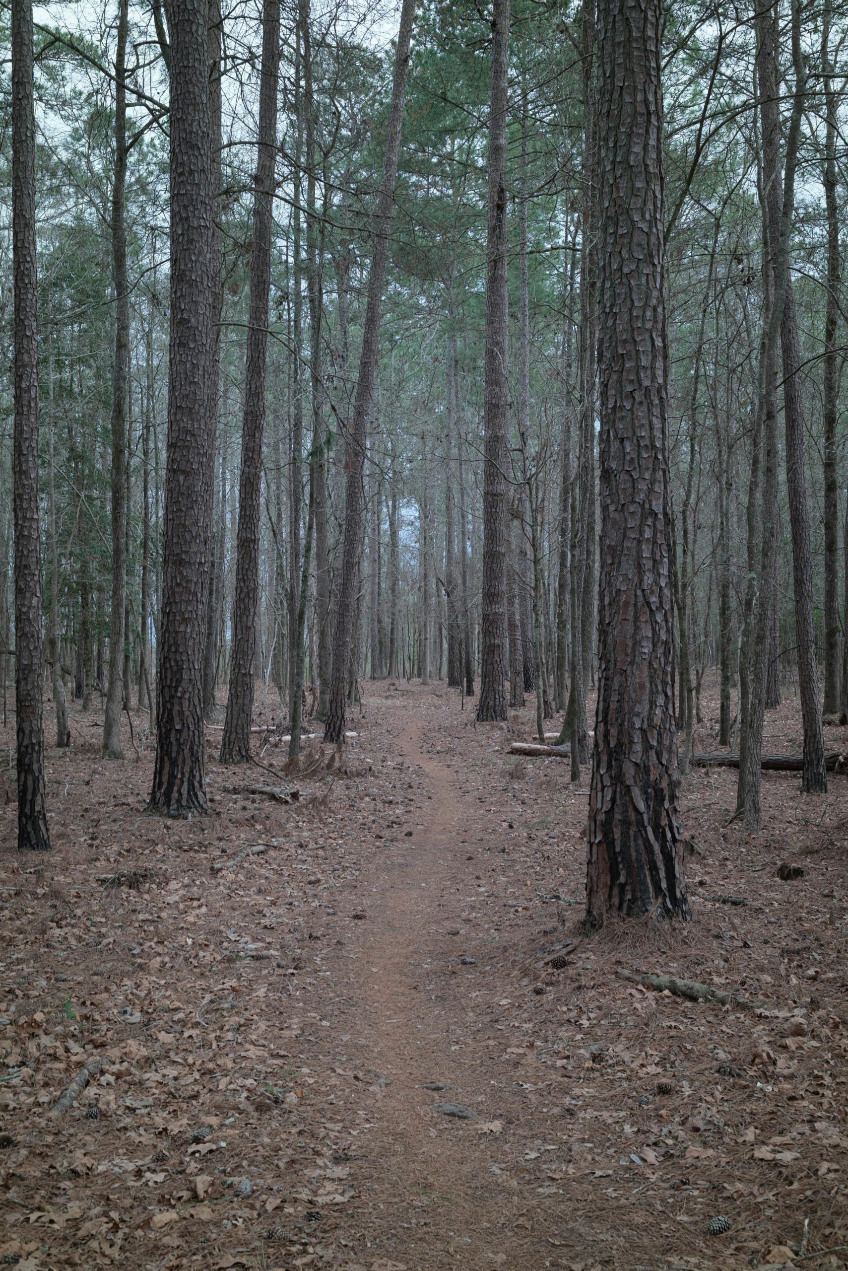 Southern Border Southern Border